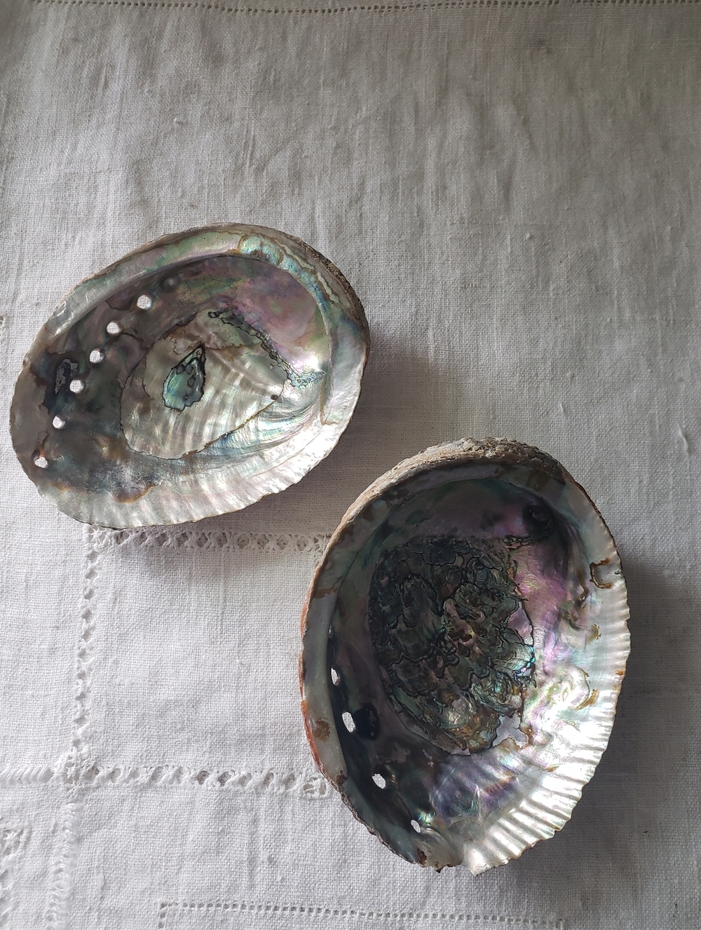 2 Abalone Shells - Picture 3 of 7